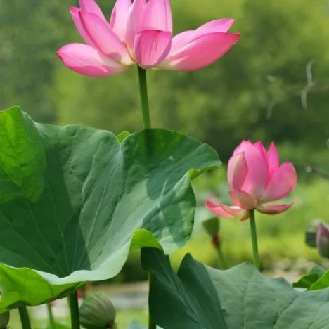lotus flower