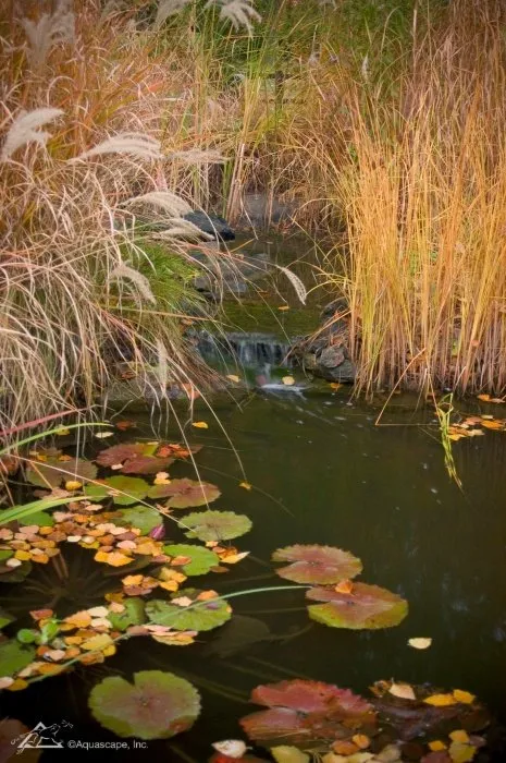 Is Brown Pond Water Bad for Fish? Is Brown Pond Water Bad for Fish