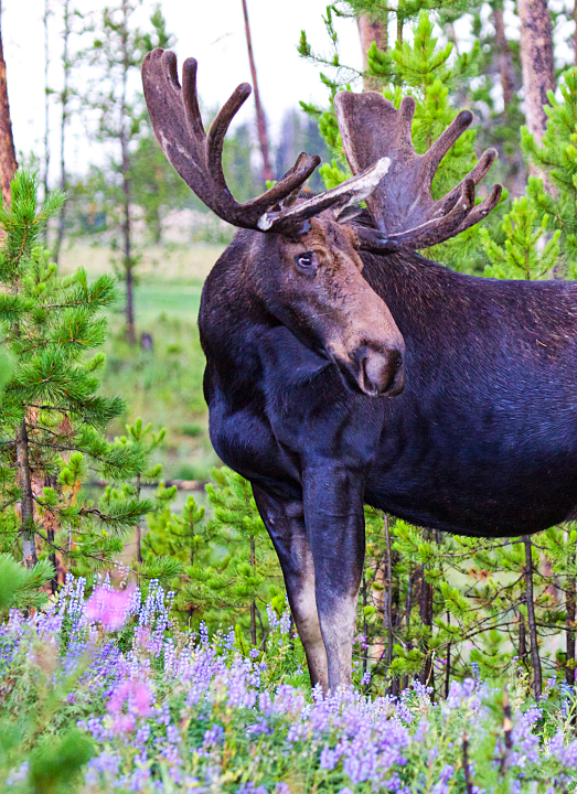 moose at waterfall