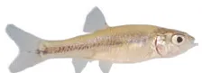 Mosquito Fish
