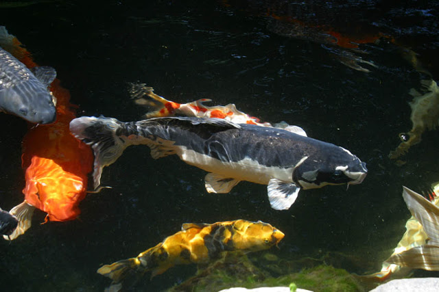 Koi fish pond accessories sales