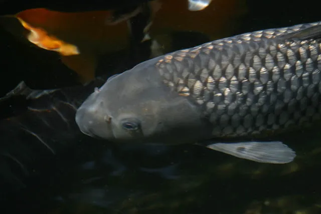 Dark colored koi pond fish