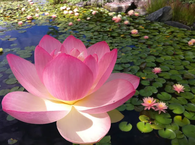 Pink Lotus in Sea of Waterlilies