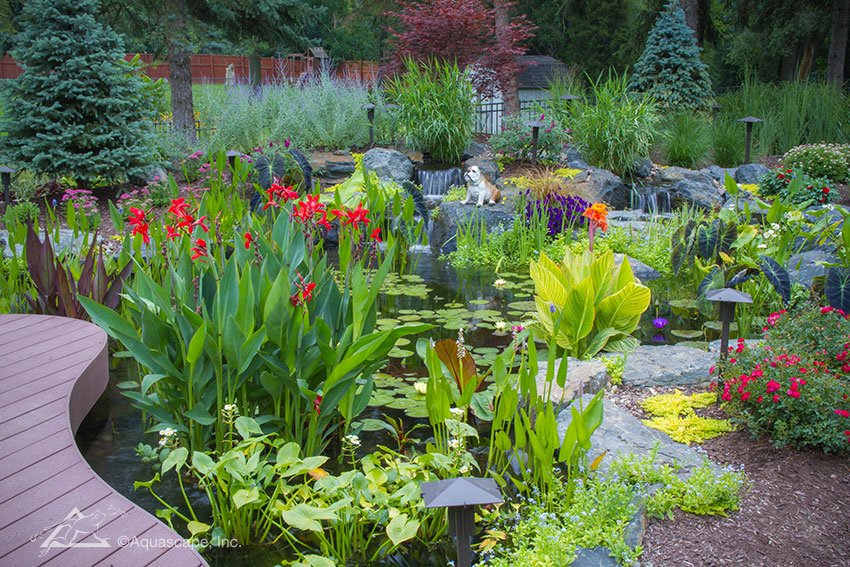 The Basics of Aquatic Plants | Aquascape, Inc.
