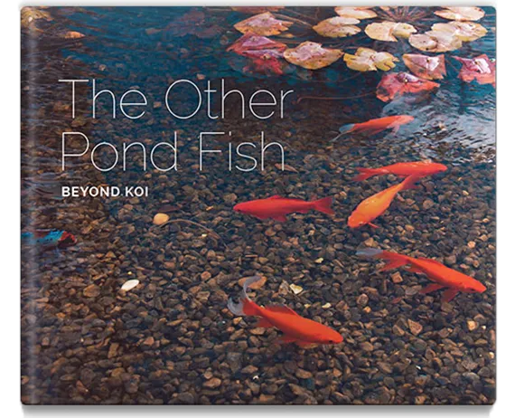 the other pond fish beyond koi