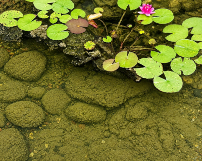 pond sludge