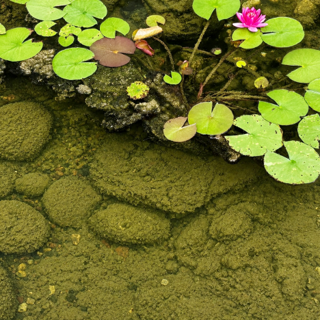 pond sludge