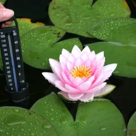 Pond Thermometer