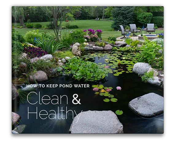 how to keep pond water clean and healthy