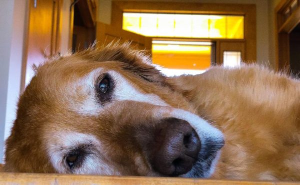 My Dog Buckeye
