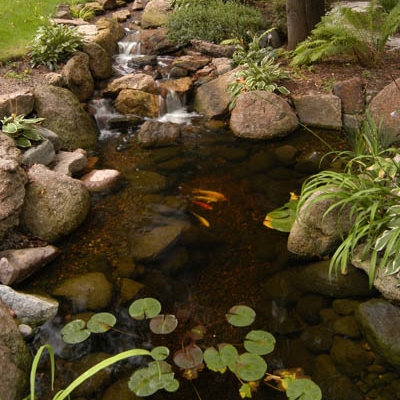 Gravel Bottom Ecosystem Pond