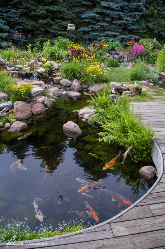 Koi Pond with Plants and Deck