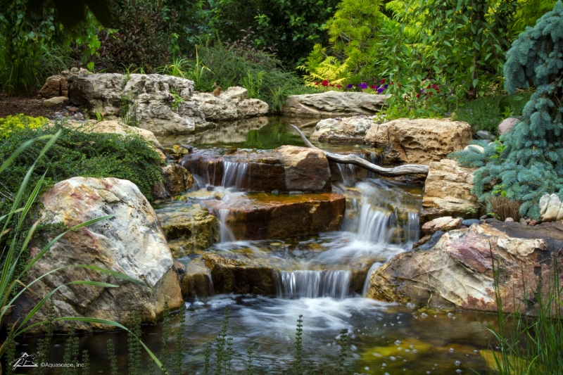 Backyard Waterfall Cascading into Koi Pond