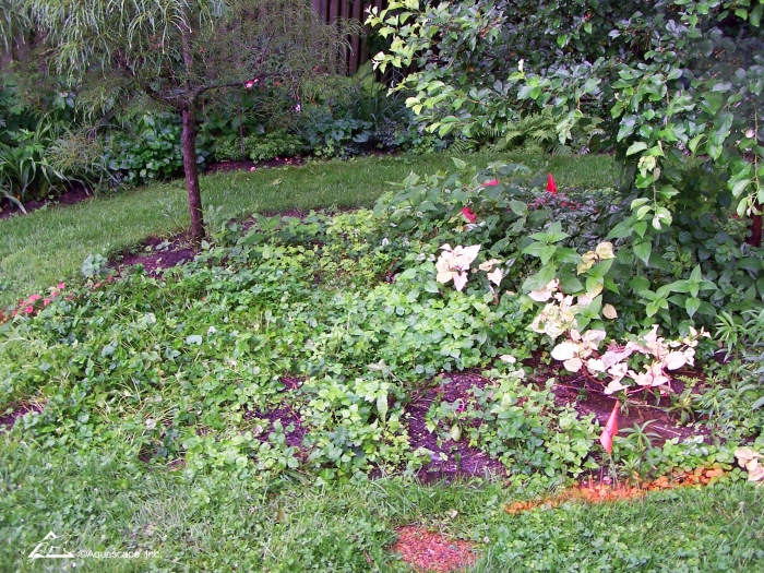 Unused portion of backyard not suitable for pond