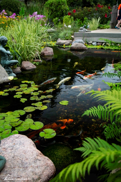 Backyard Koi Pond with Ferns and Waterlilies