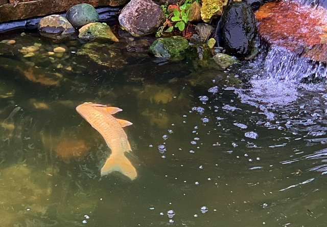 Dead Koi in Pond