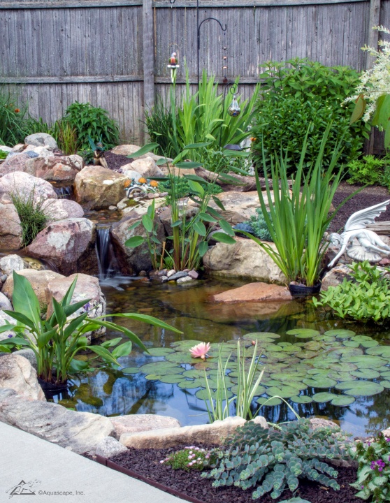 Planted Pond - Aquascape ecosystem water garden