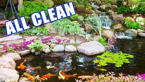 spring pond cleanout how to