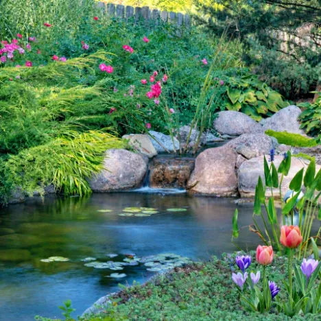 spring pond