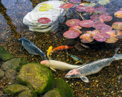 fish pond accessories uk PoppyForge Protection Stakes Pest The joined The Importance of Wildlife Ponds