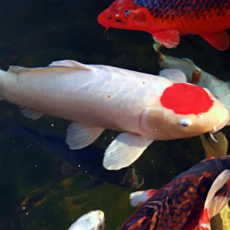 Tancho Kohaku Koi in an Ecosystem Pond