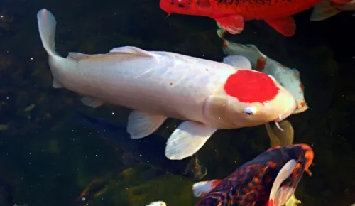 Tancho Kohaku Koi in an Ecosystem Pond