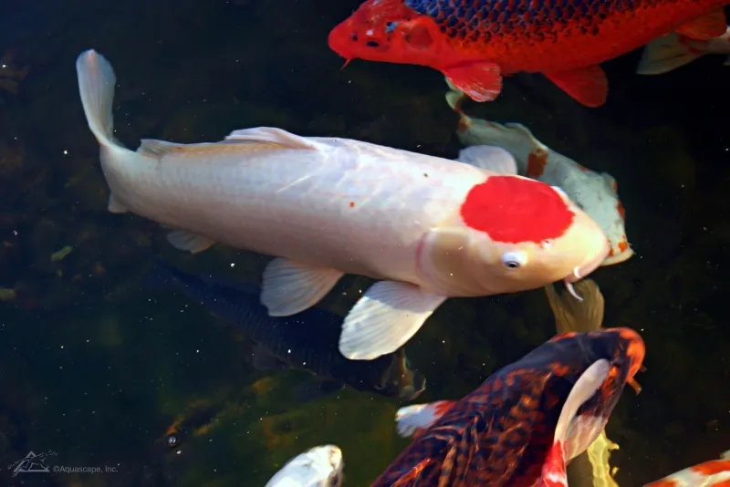 Koi Carp Without Scales 1 Of 2 Youtube