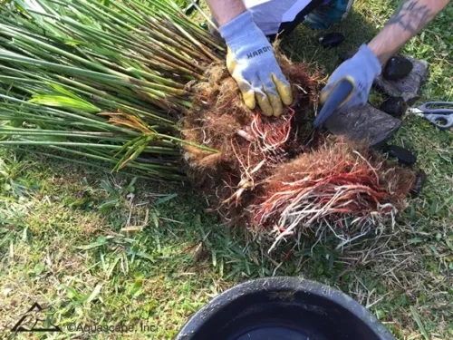 Cutting root ball of umbrella plant for pond