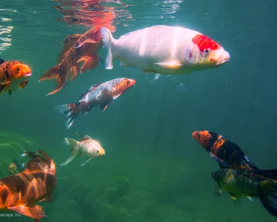 koi in pond