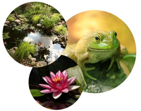 water gardening blog bubbles