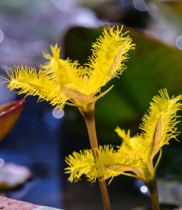 yellow water snowflake