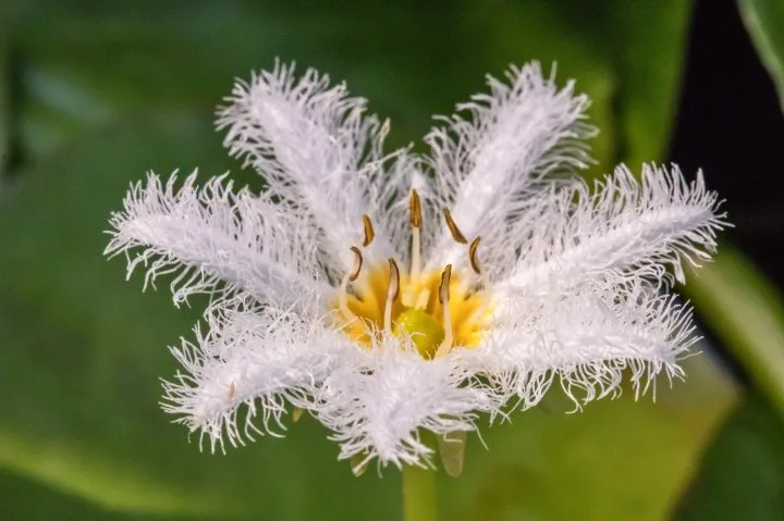 white water snowflake - lesser-known pond plants