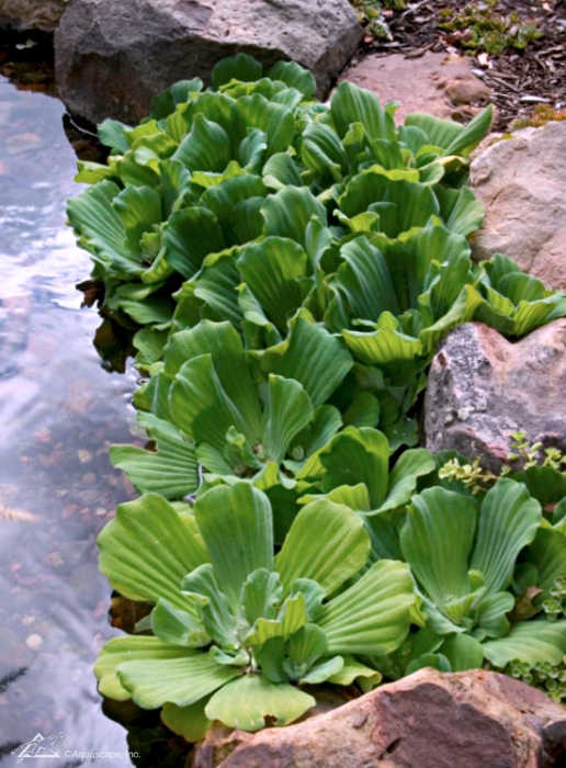 Water Lettuce at the Edge of a Pond