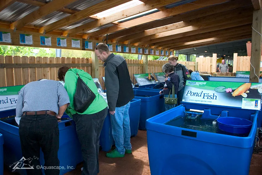 9 Tips for Buying Healthy Pond Fish