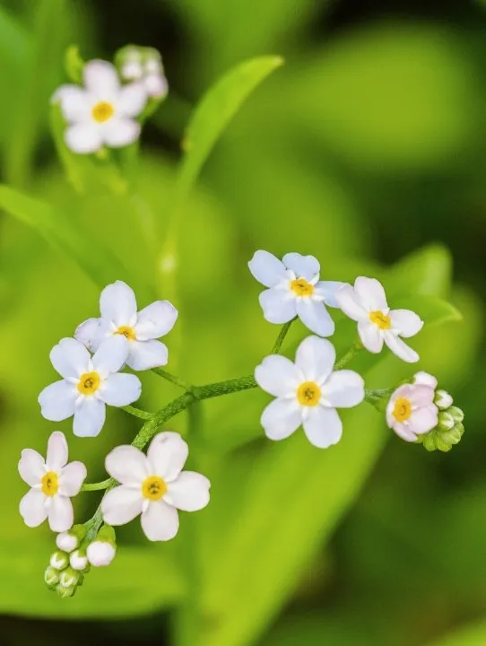 White Water Forget-Me-Not, Myosotis scorpoides