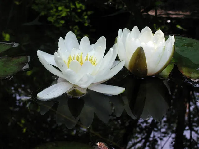 White waterlilies in water garden