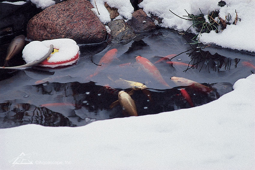 Winter Pond Keeping Tips: Keep a Hole in the Ice