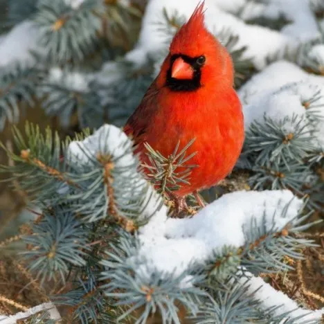 Male cardinal on a wintery evergreen tree