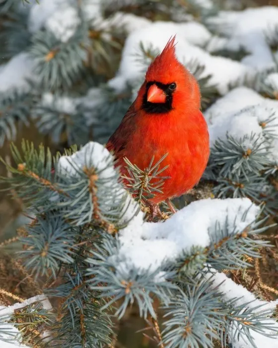 Male cardinal on a wintery evergreen tree