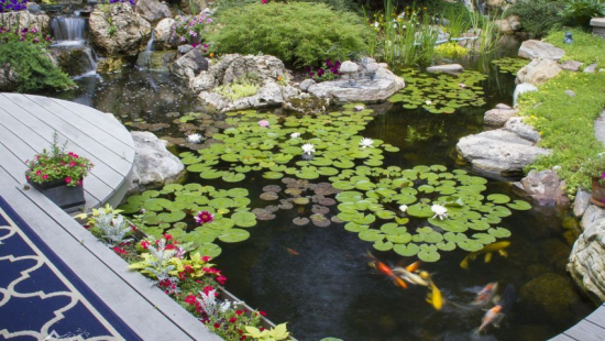 Pond Kit Large Koi